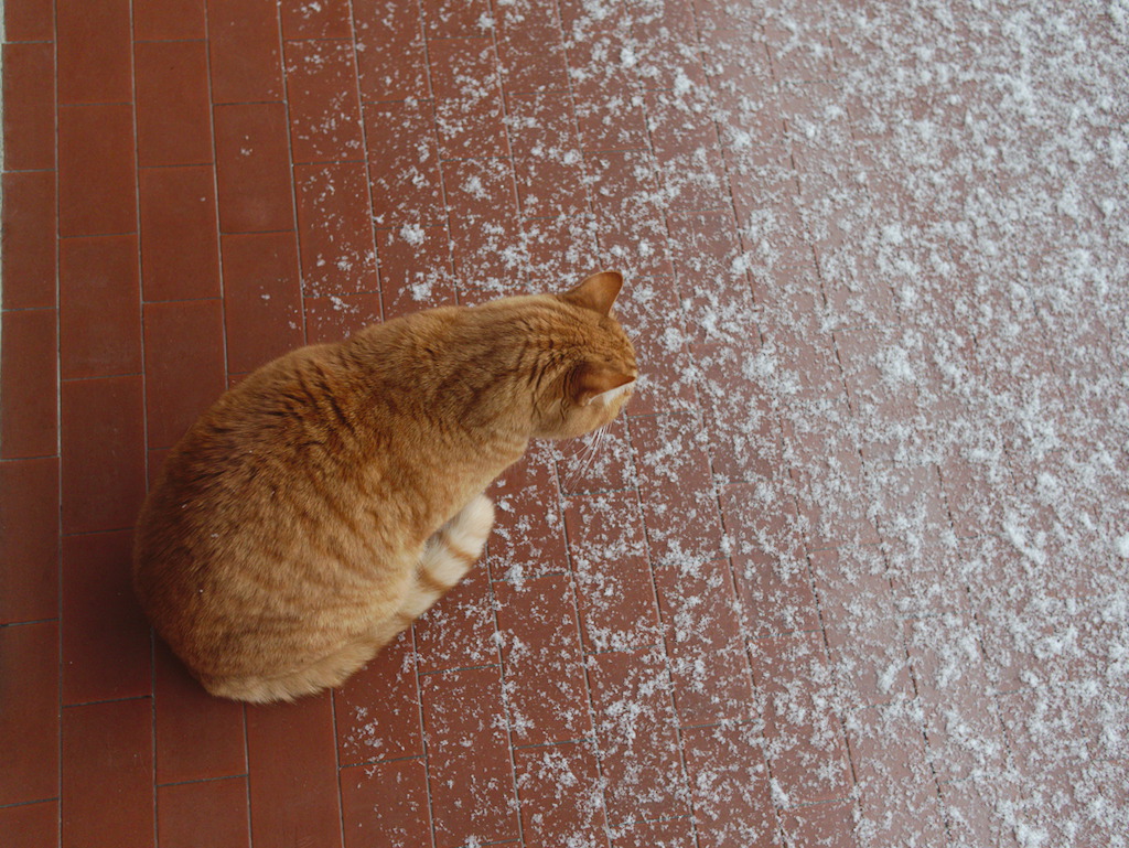 Il senso di Sushi per la neve
