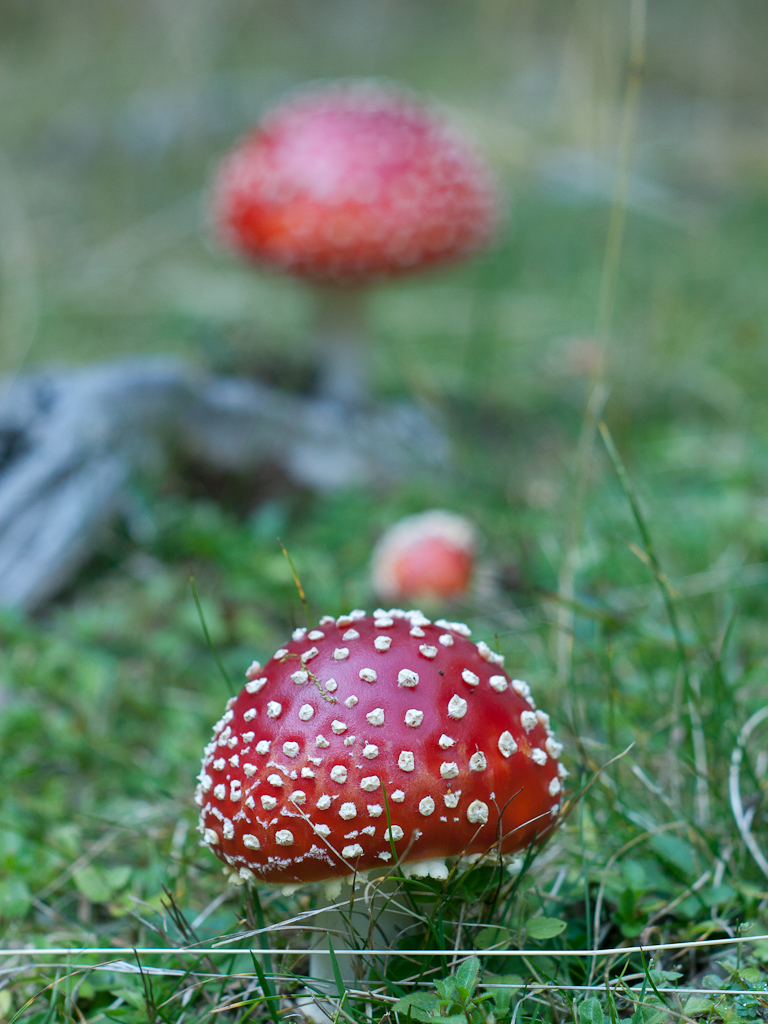 Amanita muscaria