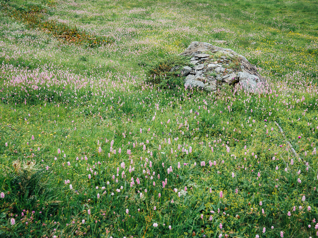 Persicaria bistorta