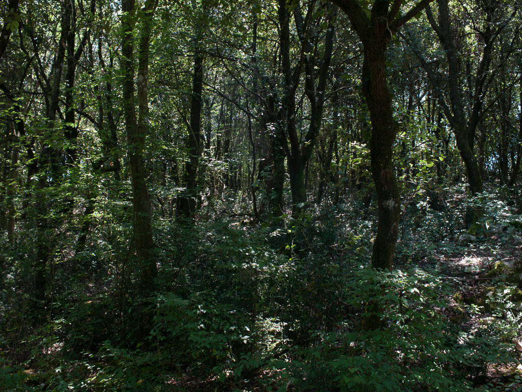 Montecassino - Foresta