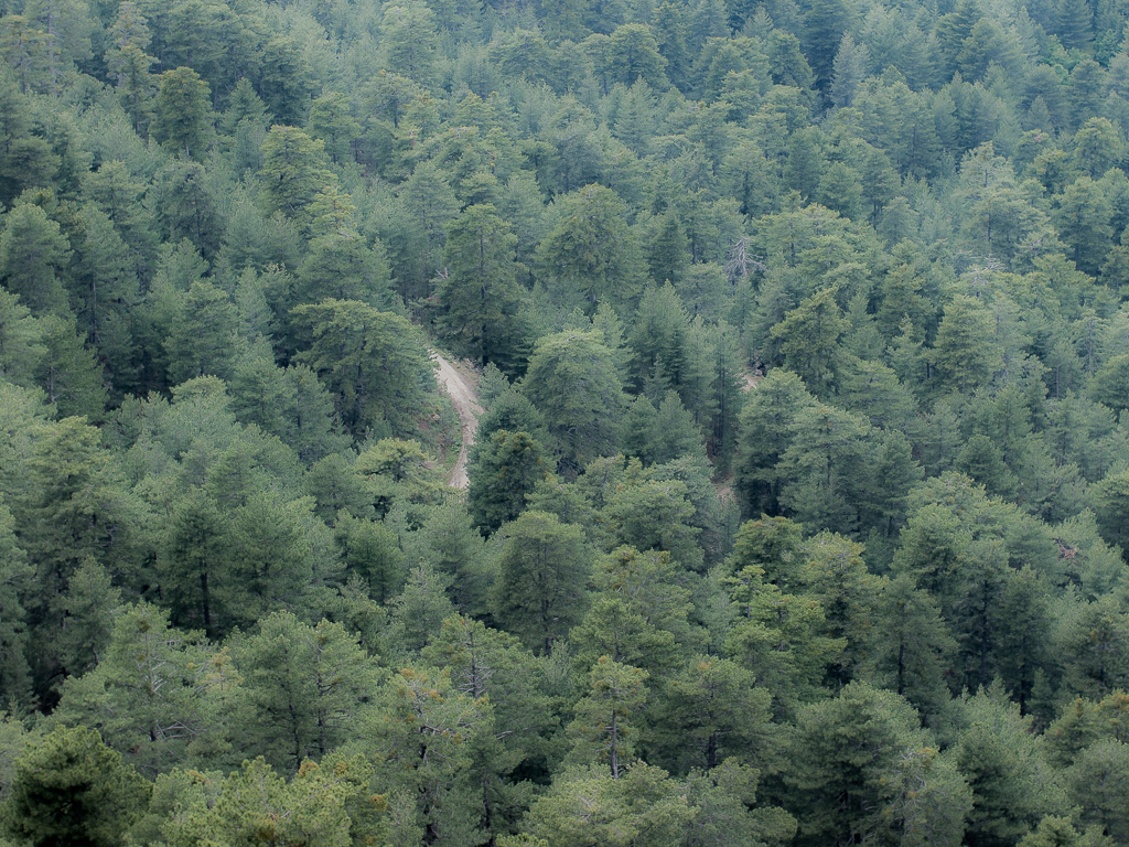 Forêt du Cavallo Morto