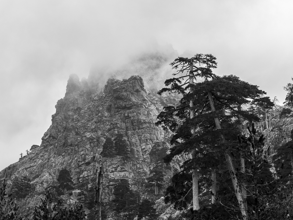 Pini larici alla Cascade du Radule