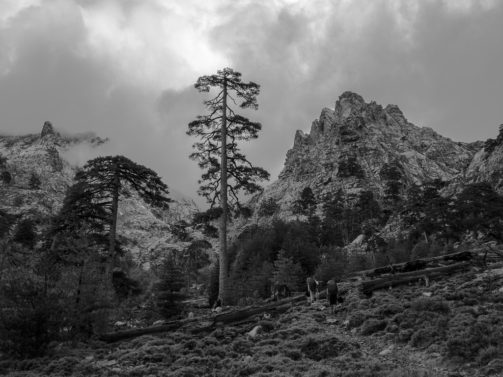 Pini larici alla Cascade du Radule