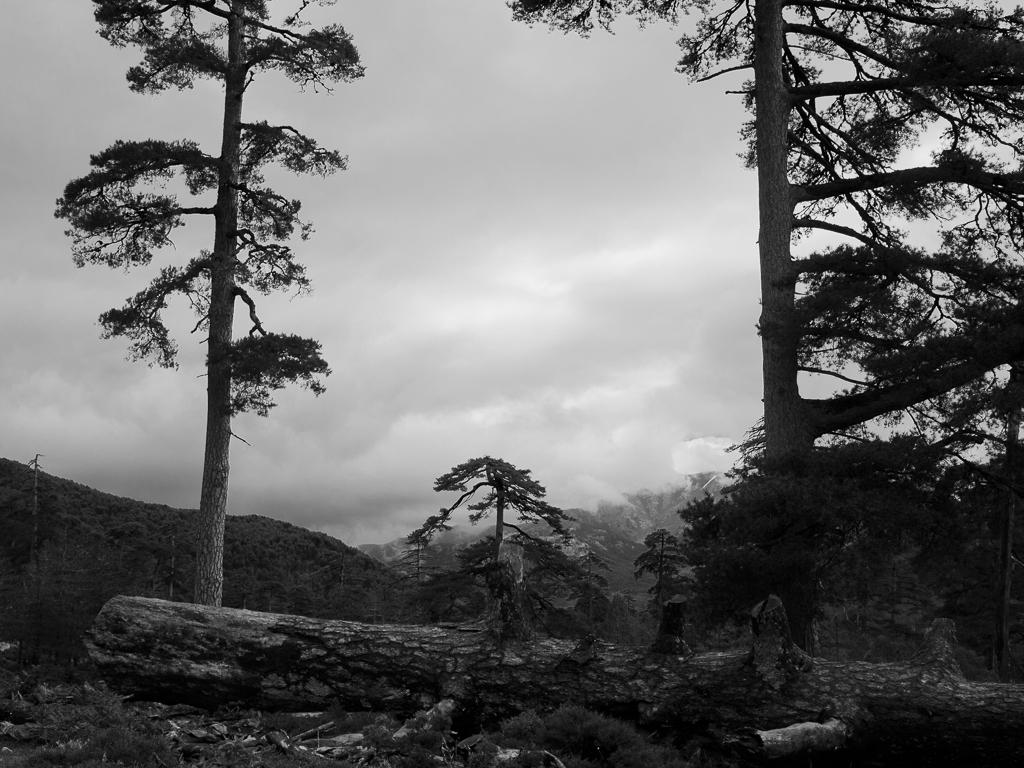 Pini larici alla Cascade du Radule