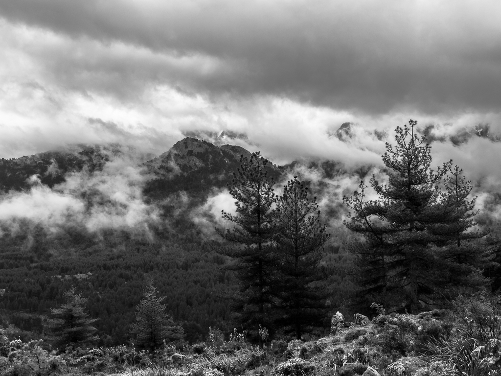 Forêt du Valdu Niellu