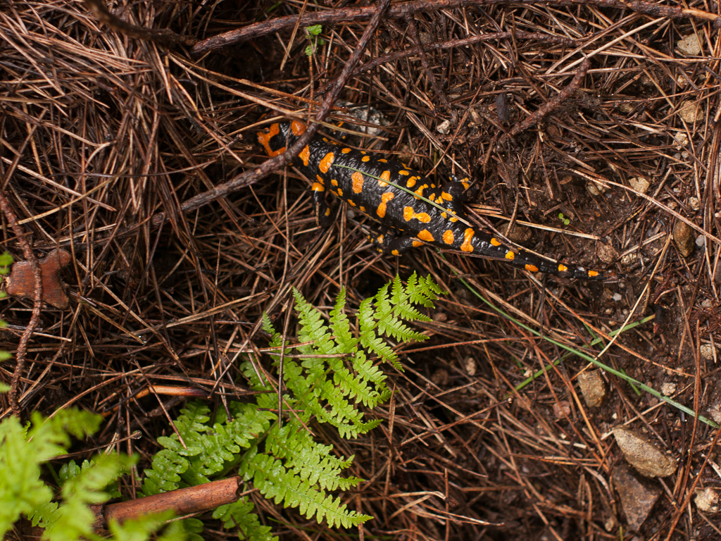 Salamandra