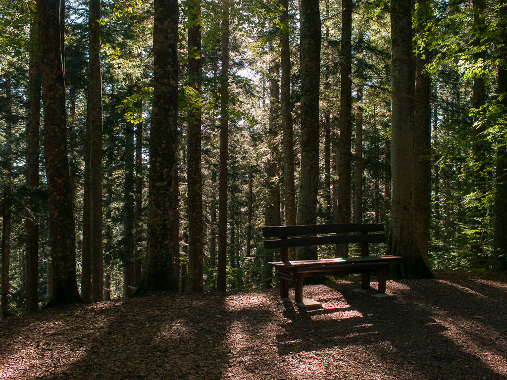 Foresta di Boscolungo