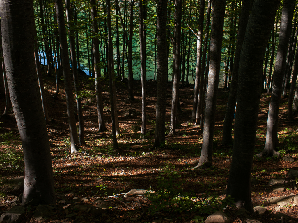 La foresta attorno al lago