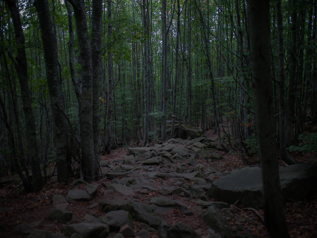 Foresta con morena