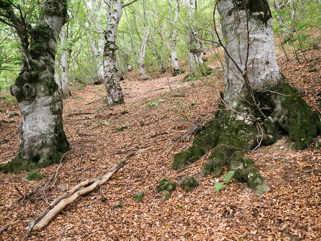 Bosco del Bandito