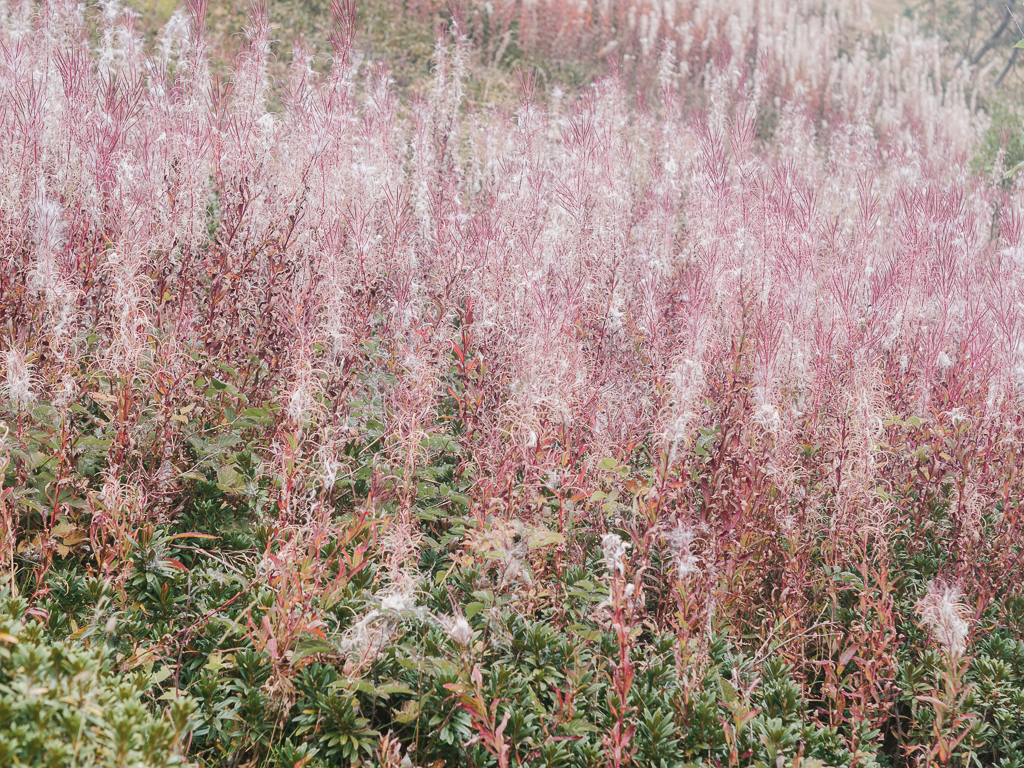 Epilobium angusifolium