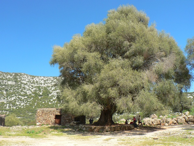 Olivastro monumentale