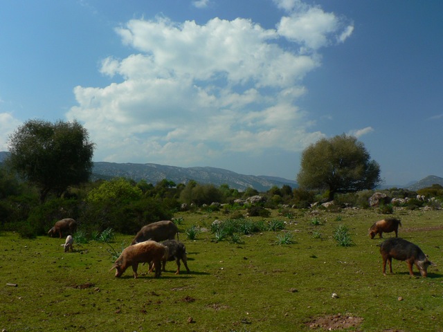 Porceddu al pascolo sul Golgo