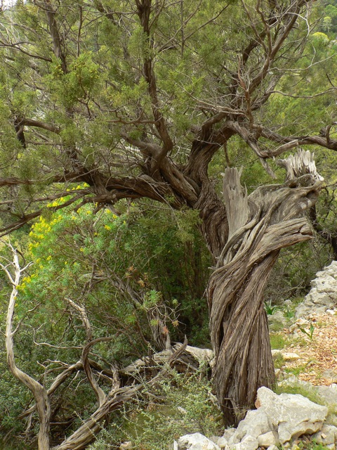 Il primo ginepro contorto