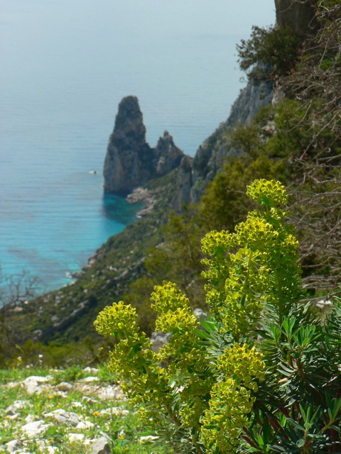 Euforbia e Pedra Longa