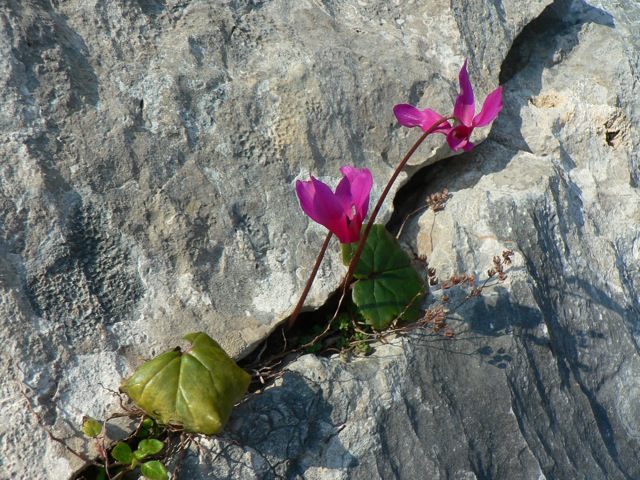 Ciclamini nella roccia