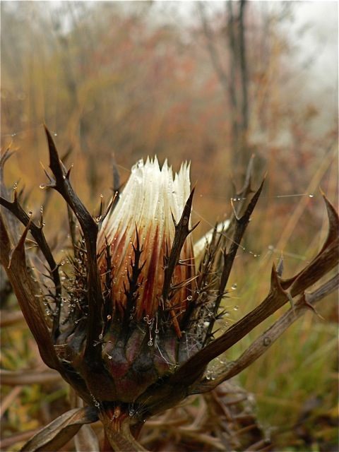 La carlina