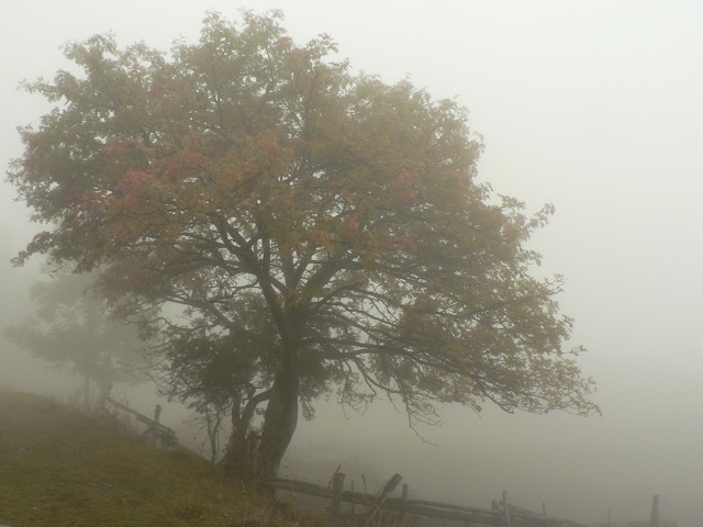 Albero solitario